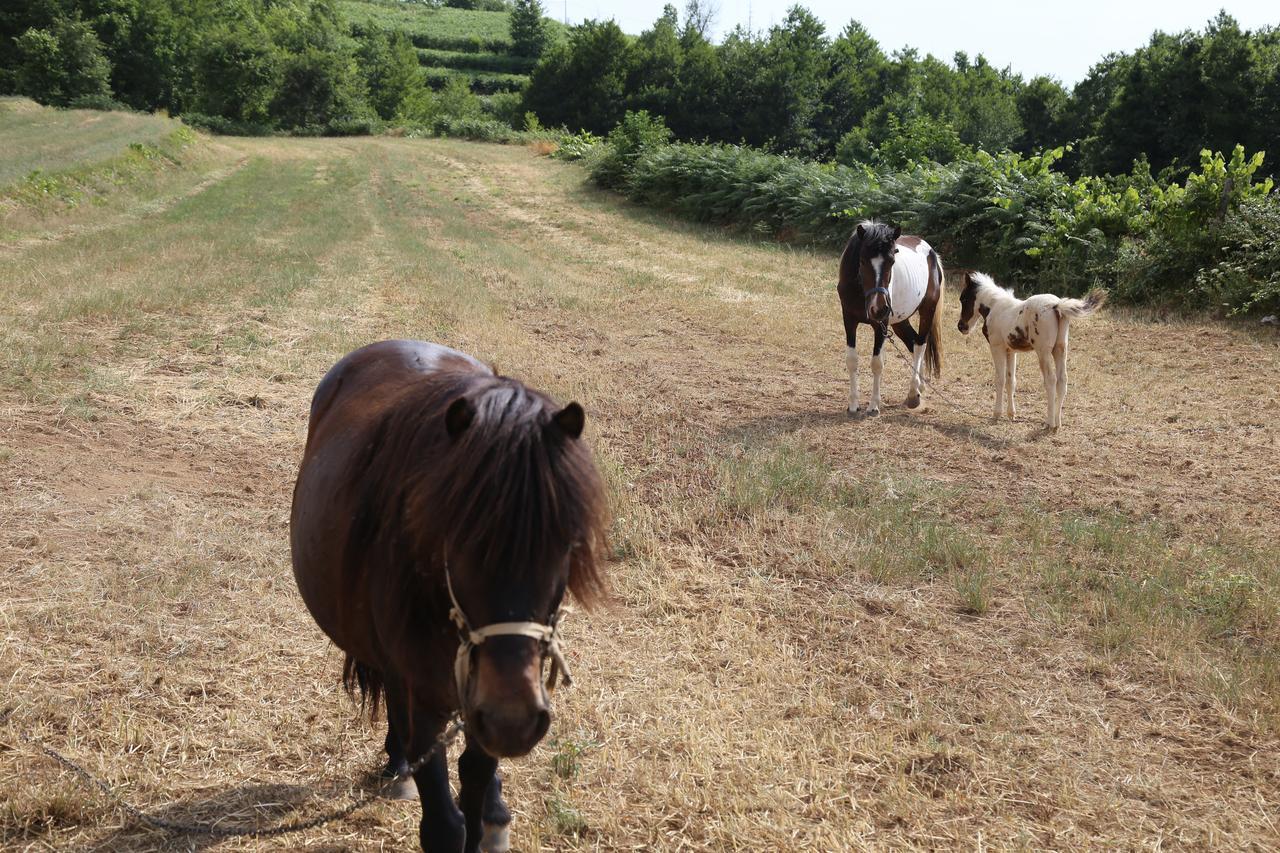 Agriturismo Pirara Sant'Angelo  Екстериор снимка